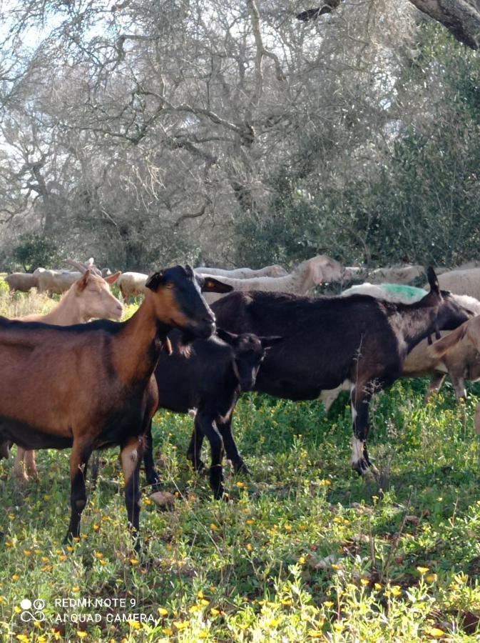 Villa La Petraia Magliano Exterior foto